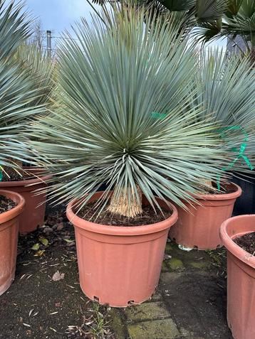 Yucca's rostrata  beschikbaar voor biedingen