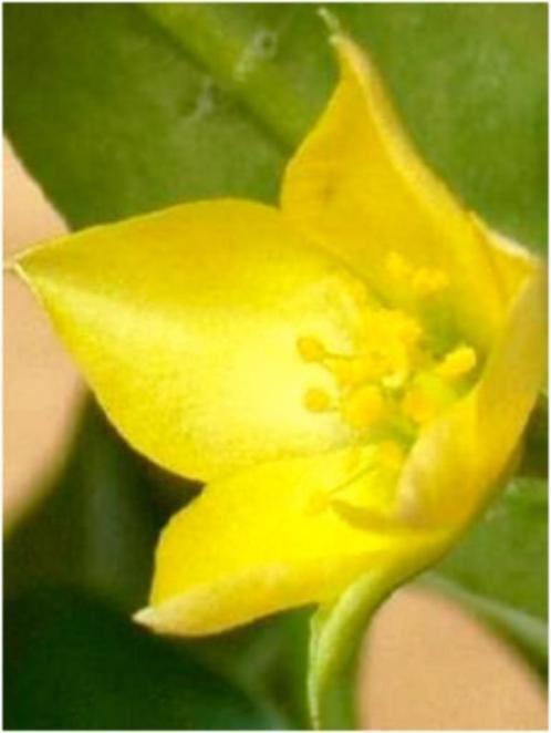 Talinum Affrum uit Zimbabwe potmaat 13 cm, Huis en Inrichting, Kamerplanten, Overige soorten, Minder dan 100 cm, Bloeiende kamerplant