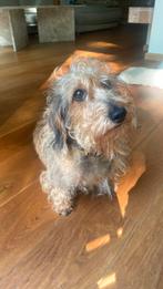 Ruwharige teckel (6jr) op zoek naar nieuw baasje, Dieren en Toebehoren, 6 jaar of ouder, Rabiës (hondsdolheid), Reu, Dwerg