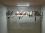 Te koop bourkes parkieten, Dieren en Toebehoren, Vogels | Parkieten en Papegaaien