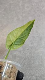 Alocasia Sinuata Variegata, Ophalen of Verzenden, Halfschaduw, Minder dan 100 cm