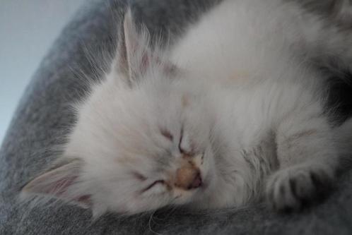Siberische kitten, Dieren en Toebehoren, Katten en Kittens | Raskatten | Langhaar, Kater, 0 tot 2 jaar, Gechipt, Ontwormd, Ingeënt