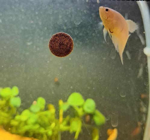 Kleeftabletten visvoer, Dieren en Toebehoren, Vissen | Aquariumvissen, Vis