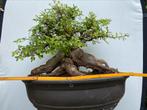 Bonsai Ulmus, knots van een boom, zie je nooit, Ophalen, Overige soorten, Minder dan 100 cm