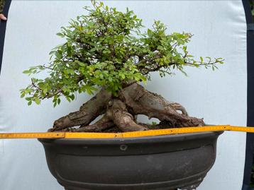Bonsai Ulmus, knots van een boom, zie je nooit beschikbaar voor biedingen