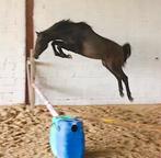 1,5 years old Checkter x Last samurai w&wx Centurio, Dieren en Toebehoren, Paarden, Hengst, Springpaard, Met stamboom, 0 tot 2 jaar