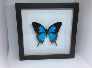 vlinder Papilio Ulysses  beschikbaar voor biedingen