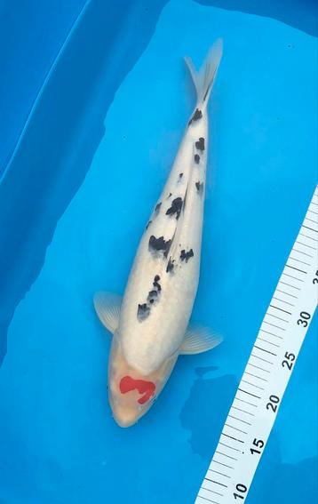 Tancho Sanke 45 cm beschikbaar voor biedingen