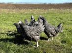 Jonge tamme Noord Hollandse Blauwe kippen gesekst en ingeënt, Vrouwelijk, Kip