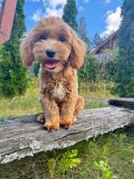 Maltipoo, Dieren en Toebehoren, Honden | Chihuahua's en Gezelschapshonden, 15 weken tot 1 jaar, Overige rassen, Meerdere, Meerdere dieren