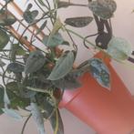 scindapsus silvery ann stek nr 1, Ophalen of Verzenden, Overige soorten, Minder dan 100 cm