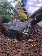 ❤️Te koop! Caridina garnalen "Crystal Black".⚫️⚪️🦐, Kreeft, Krab of Garnaal, Zoetwatervis, Schoolvis