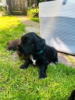 Mooie middelgrote tot kleine kruising puppies., Dieren en Toebehoren, 8 tot 15 weken, Meerdere, Meerdere dieren, Middel