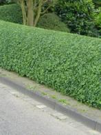 **GOEDKOOP** Liguster vulgare atrovirens, wintergroene, Tuin en Terras, Planten | Struiken en Hagen, Ophalen of Verzenden, Liguster