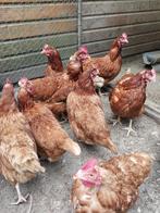 legkippen, Dieren en Toebehoren, Pluimvee, Vrouwelijk, Kip