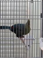 GEZOCHT POP LIVINGSTON TOERAKO 2024 OF 2025, Dieren en Toebehoren, Vogels | Overige Vogels, Vrouwelijk, Tropenvogel, Geringd