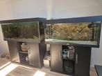 2x juwel 180L+240L COMPLEET AQUARIUM INCL Redbelly Piranhas., Dieren en Toebehoren, Ophalen, Zo goed als nieuw, Gevuld zoetwateraquarium