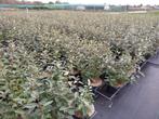 Elaeagnus ofwel olijfwilg voor hagen, Minder dan 100 cm, Ophalen