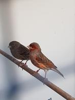 2 koppels  kanaries, Dieren en Toebehoren, Vogels | Kanaries, Meerdere dieren, Kleurkanarie