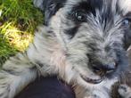 Goldendoodle Golden Doodle teefje zoekt superbaas, Dieren en Toebehoren, Honden | Retrievers, Spaniëls en Waterhonden, Overige rassen