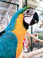 Ara | div soorten beschikbaar | Lief | getest, Meerdere dieren, Papegaai, Pratend