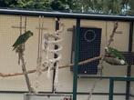 Mooi jong (bewezen kweek)koppel blauwvoorhoofd amazones, Dieren en Toebehoren, Vogels | Parkieten en Papegaaien, Geslacht onbekend