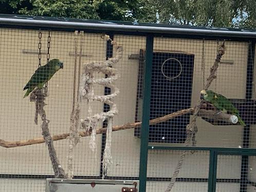 Mooi jong (bewezen kweek)koppel blauwvoorhoofd amazones, Dieren en Toebehoren, Vogels | Parkieten en Papegaaien, Papegaai, Geslacht onbekend