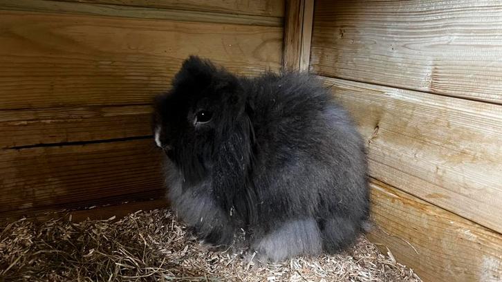 Teddy widder Rammelaar, Dieren en Toebehoren, Konijnen, Dwerg, Mannelijk