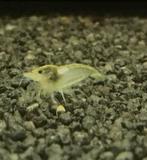 Wit/grijze garnalen, Dieren en Toebehoren, Vissen | Aquariumvissen, Kreeft, Krab of Garnaal