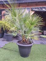 Chamaerops Humilis (Dwergpalm) in pot, Ophalen, Overige soorten, Volle zon