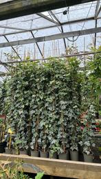 Hedera hibernica 175/200  t/m 250/300 cm Gratis bezorgd, Ophalen, Bloeit niet, Klimplanten, Halfschaduw