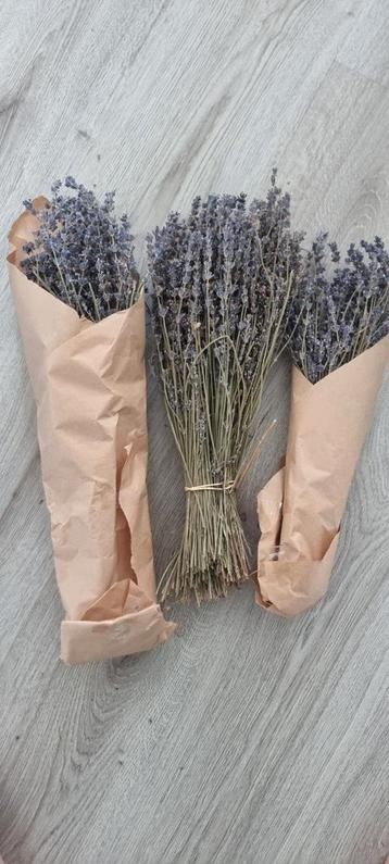 Lavendel  beschikbaar voor biedingen