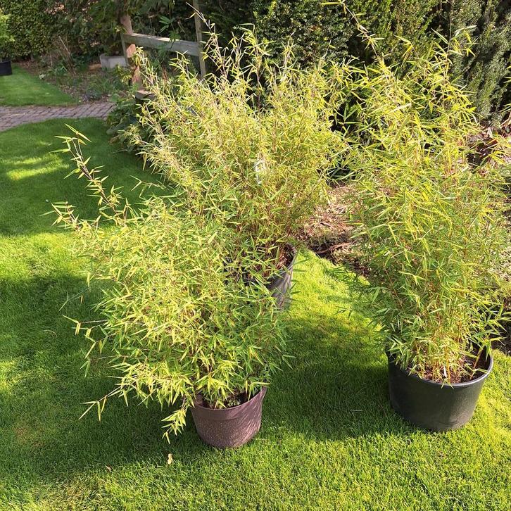 Fargesia Murieliae - Prachtige Bamboe, Tuin en Terras, Planten | Tuinplanten, Ophalen