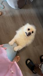 Pomsky   rashond met papoort een lieverd, Dieren en Toebehoren, Honden | Poolhonden, Keeshonden en Oertypen, Rabiës (hondsdolheid)