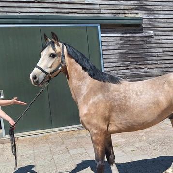 Eyecatcher 3 jarige valk D pony beschikbaar voor biedingen