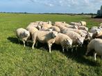 Te koop best ontwikkelde  Texelaar stamboek ramlammeren ., Dieren en Toebehoren, Mannelijk, Schaap
