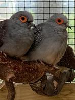 diamantduifjes mannen/doffers, Dieren en Toebehoren, Vogels | Duiven, Mannelijk, Overige soorten