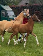 NRPS 1e premie merrieveulen bewezen sportstam !!!, Dieren en Toebehoren, Pony's, Merrie, Dressuurpony, Gechipt, 0 tot 2 jaar