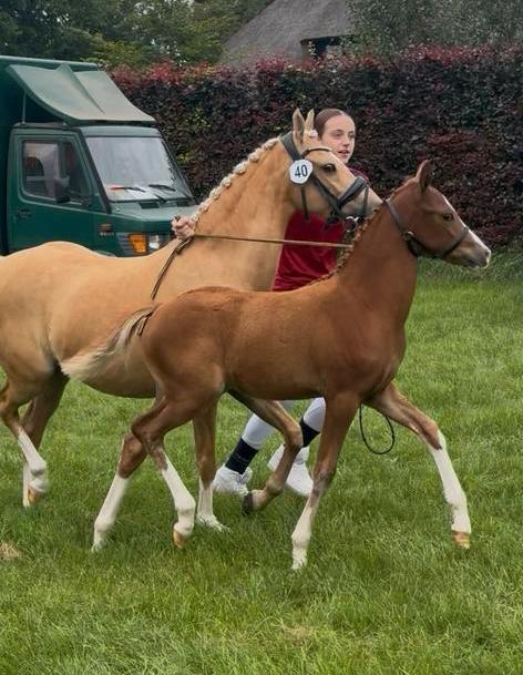 NRPS 1e premie merrieveulen bewezen sportstam !!!, Dieren en Toebehoren, Pony's, Merrie, Dressuurpony, 0 tot 2 jaar, Met stamboom