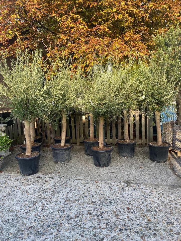 Winterharde Super mooie Olijfboom Olijfbomen Olijf bomen, Tuin en Terras, Planten | Bomen, Olijfboom, 100 tot 250 cm, Volle zon