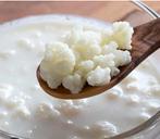 Kefir melkkefir, Diversen, Levensmiddelen, Ophalen