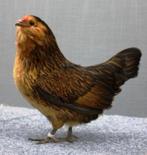 Antwerpse baardkriel | Sierlijke kippen | Passend advies, Dieren en Toebehoren, Pluimvee, Meerdere dieren, Kip