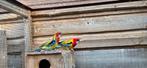 Koppel rossela, Dieren en Toebehoren, Vogels | Parkieten en Papegaaien, Meerdere dieren, Parkiet