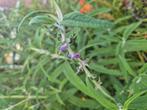 Bijzondere kuipplant Salvia leucantha 'Purple Velvet', Ophalen, Overige soorten, Minder dan 100 cm