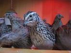 Te Koop Japanse ( jumbo ) kwartels, Dieren en Toebehoren, Vogels | Overige Vogels, Meerdere dieren, Tropenvogel, Tam