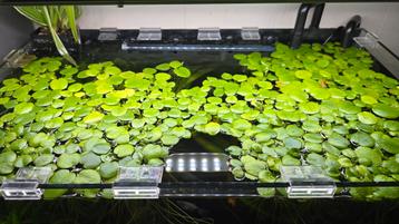 Amazone Kikkerbeet drijfplanten (Limnobium laevigatum) beschikbaar voor biedingen