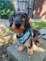 Teckel ruwhaar merle dekreu dwerg, Dieren en Toebehoren, Honden | Teckels en Dashonden, 1 tot 2 jaar, Dwerg, Eén hond, Ruwhaar