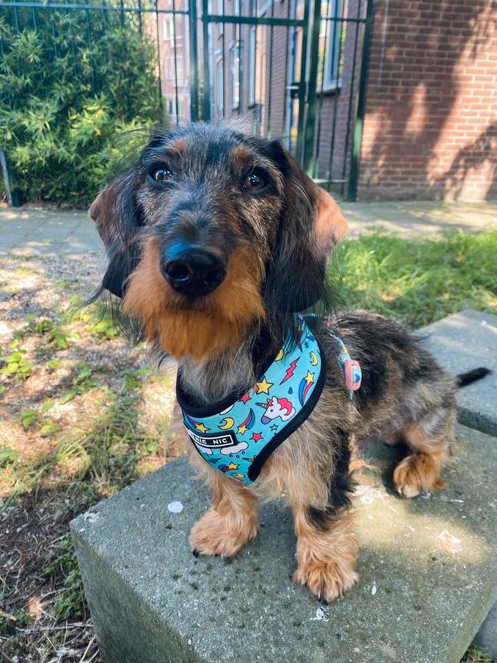 Ruwharige teckel - dashond - dachshund, Dieren en Toebehoren, Honden | Teckels en Dashonden, Reu, Ruwhaar, Dwerg, Particulier