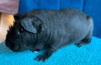 2 zwarte skinny cavia beren, Cavia, Mannelijk, Januari, Tam