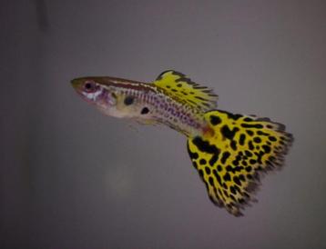 Cobra guppen cobra guppy te koop beschikbaar voor biedingen